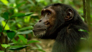 Chimpanzee trekking Kibale