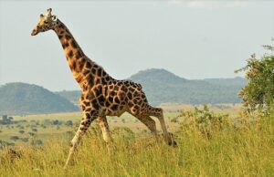 Kidepo Valley National Park