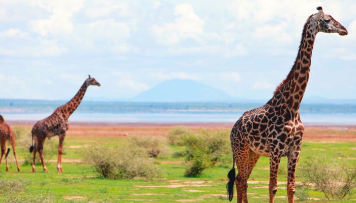 Lake Manyara National Park