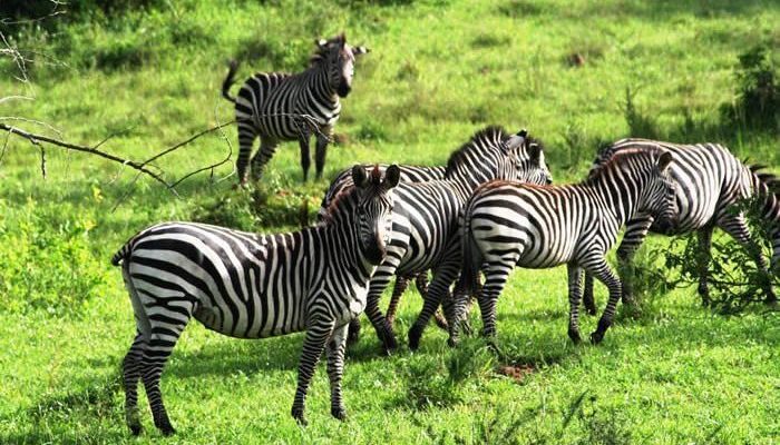 Lake Mburo