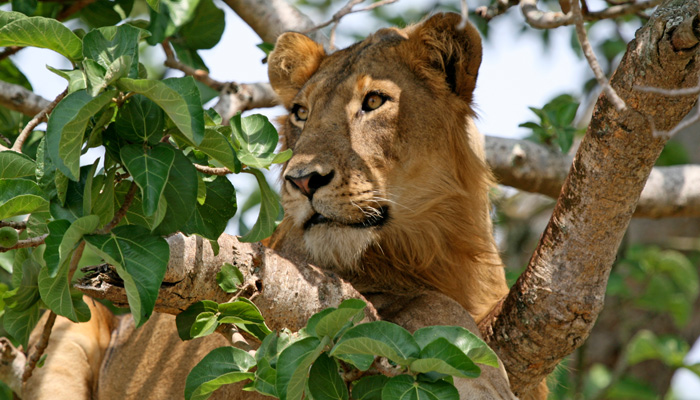 Queen Elizabeth National Park