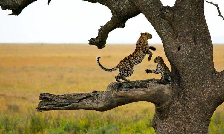 Serengeti