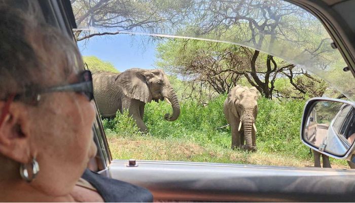 Self-Drive Safaris