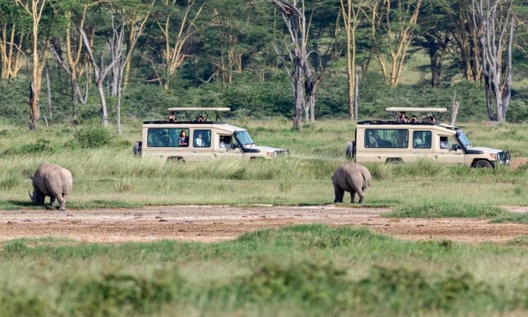 Aberdare National Park Game viewing