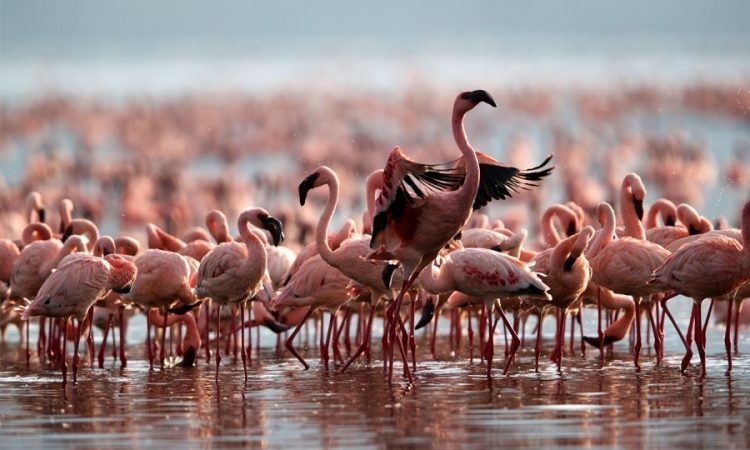 Birding expedition in Kenya