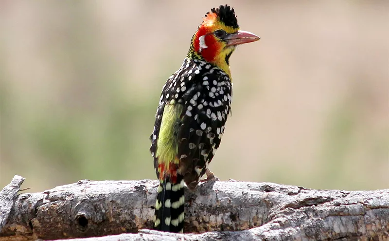 Birds in Samburu