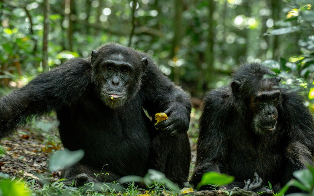 Kibale Forest National Park