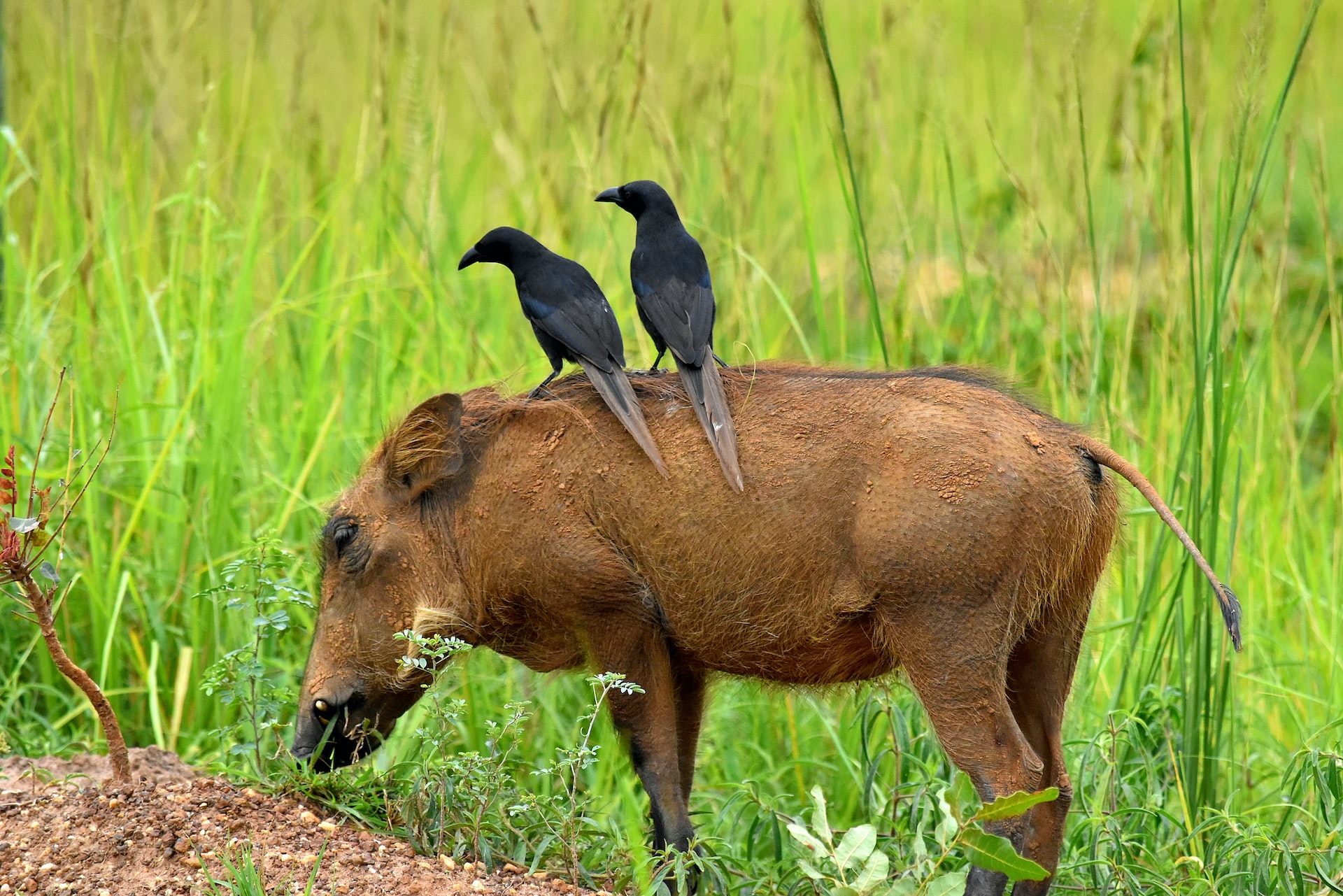 Murchison Falls Birds