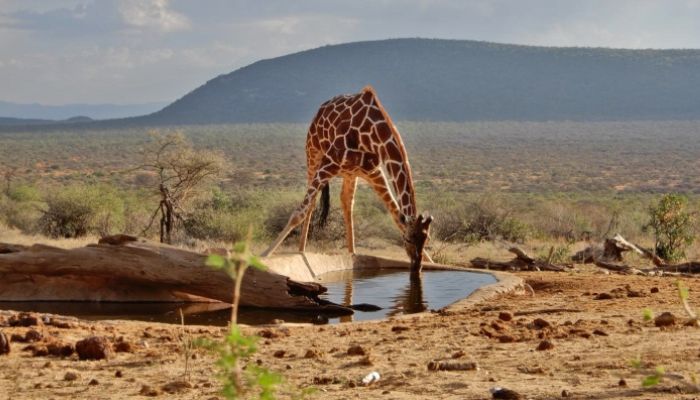 Samburu National Reserve