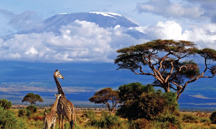 Serengeti To Kilimanjaro