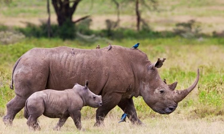 Wildlife in Lake Nakuru