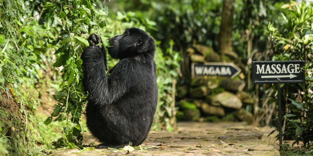 Bwindi lodges