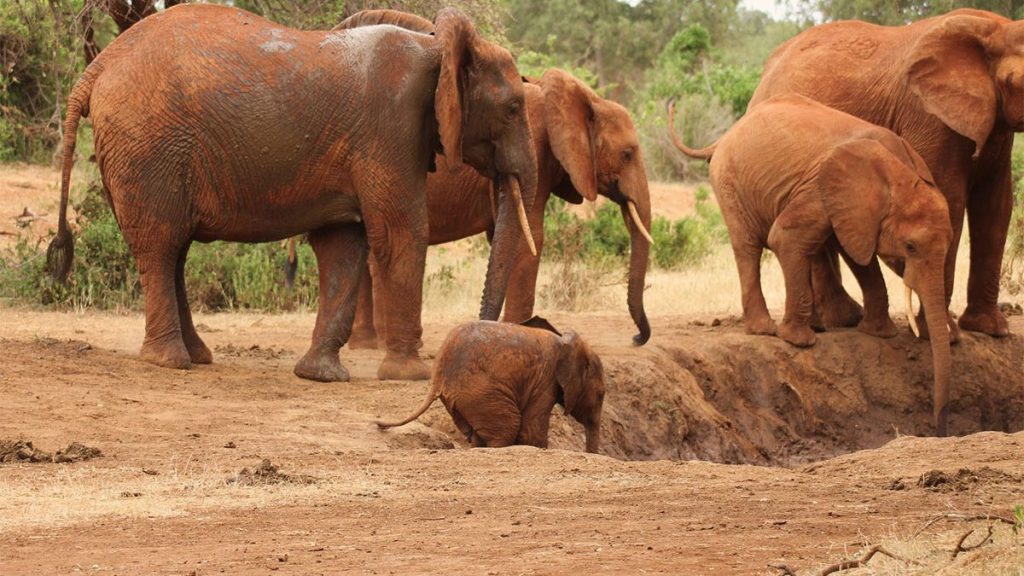 tsavo west wildlife