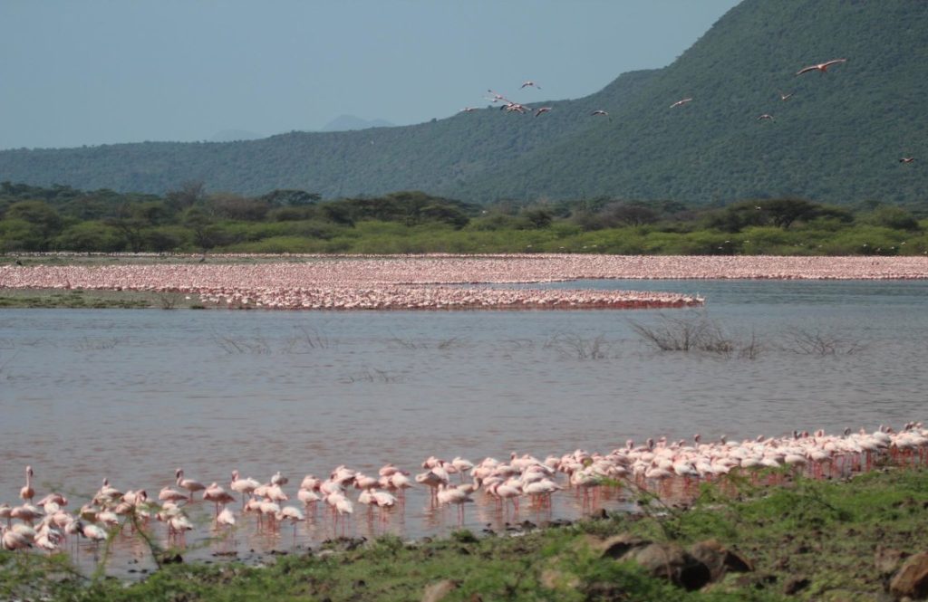 14 Days Kenya Birdwatching Tour