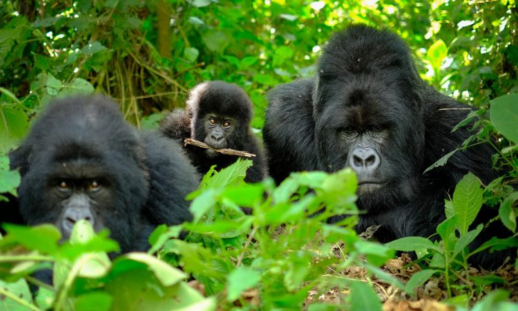 Gorilla trekking in Volcanoes