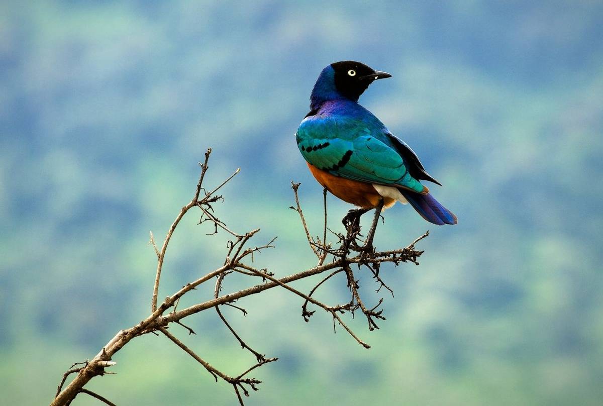 Masai Mara for bird watching