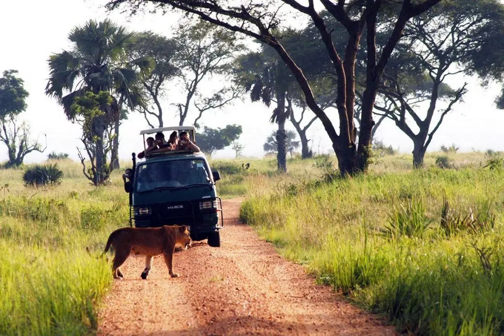 Best Self-Drive Safari Parks in Uganda